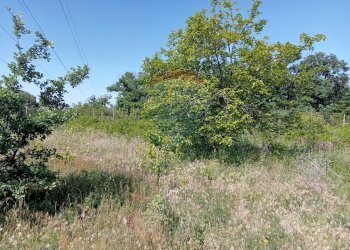 Giardino - Terreno agricolo Contrada Capreria
 
snc, Nicolosi - foto 28