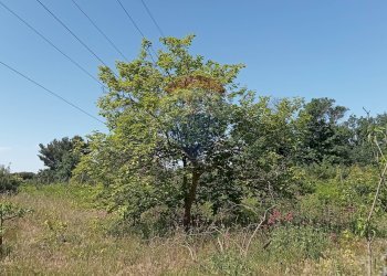 Giardino - Terreno agricolo Contrada Capreria
 
snc, Nicolosi - foto 30