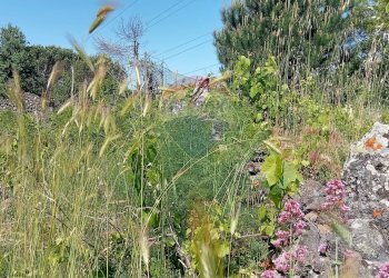 Giardino - Terreno agricolo Contrada Capreria
 
snc, Nicolosi - foto 31
