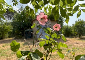 Giardino - Agricultural land via donica
37d, Santa Croce sull'Arno - photo 6