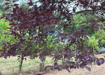 Giardino - Agricultural land via donica
37d, Santa Croce sull'Arno - photo 21