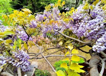 Giardino - Villa Groscavallo - foto 42