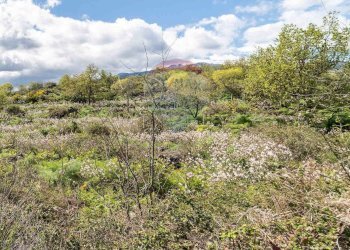 Vista delle montagne - Terreno agricolo C.DA millicucchita
 
snc, Castiglione di Sicilia - foto 12