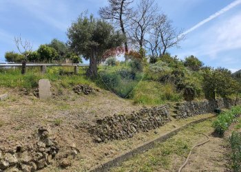 Giardino - Terreno agricolo CONTRADA REALE VILLAGGIO SANTA MARGHERITA
 
SNC, Messina - foto 8