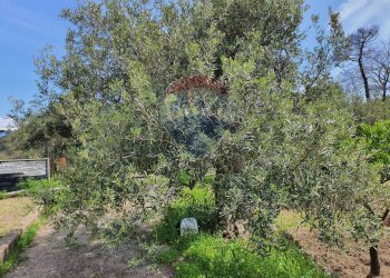 Giardino - Terreno agricolo CONTRADA REALE VILLAGGIO SANTA MARGHERITA
 
SNC, Messina - foto 30