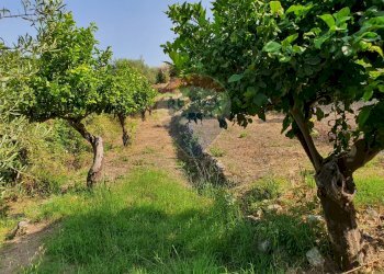 Giardino - Terreno agricolo CONTRADA REALE VILLAGGIO SANTA MARGHERITA
 
SNC, Messina - foto 40