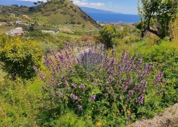 Vista delle montagne - Terreno agricolo VILLAGGIO SANTA MARGHERITA CONTRADA REALE
 
SNC, Messina - foto 21