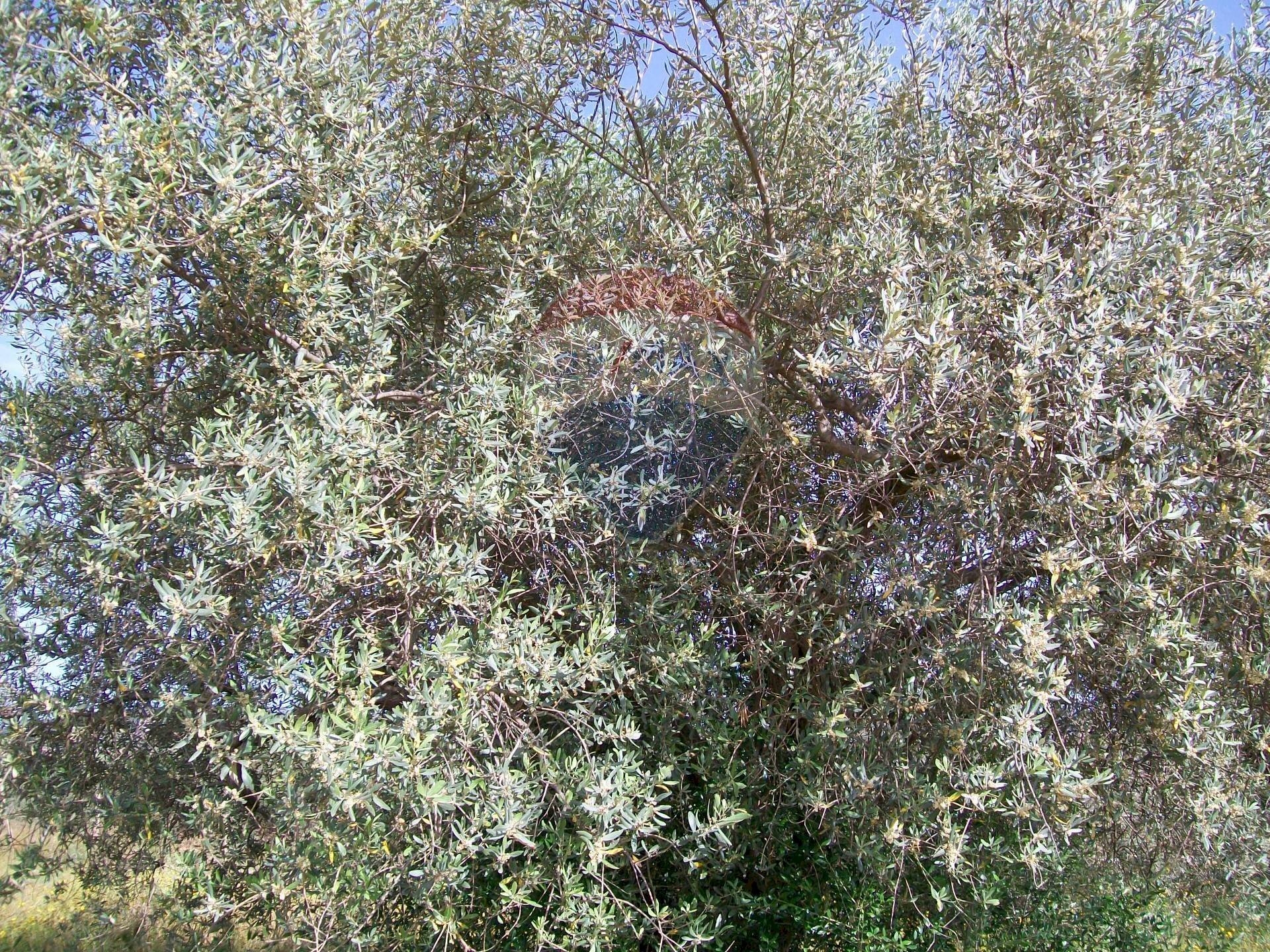 Edificio all\'aperto - Villa Contrada Gatta S:P: 65, Piazza Armerina - foto 3