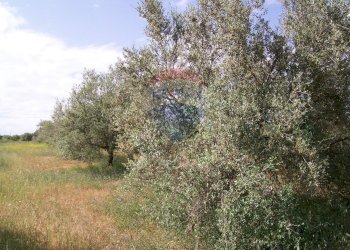 Giardino - Villa Contrada Gatta S:P: 65, Piazza Armerina - foto 5