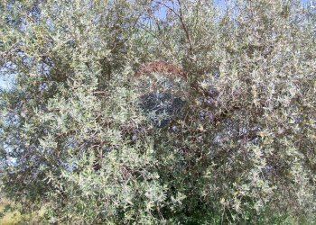 Edificio all\'aperto - Villa Contrada Gatta S:P: 65, Piazza Armerina - foto 3