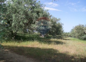 Giardino - Villa Contrada Gatta S:P: 65, Piazza Armerina - foto 8