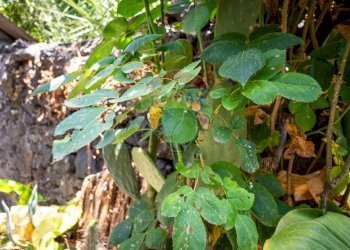 Dettagli - Casa indipendente Vicolo Soldato Leone Alfio
 
13 -14, Aci Bonaccorsi - foto 4