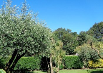 Foto 22 - Villa Montignoso - foto 22