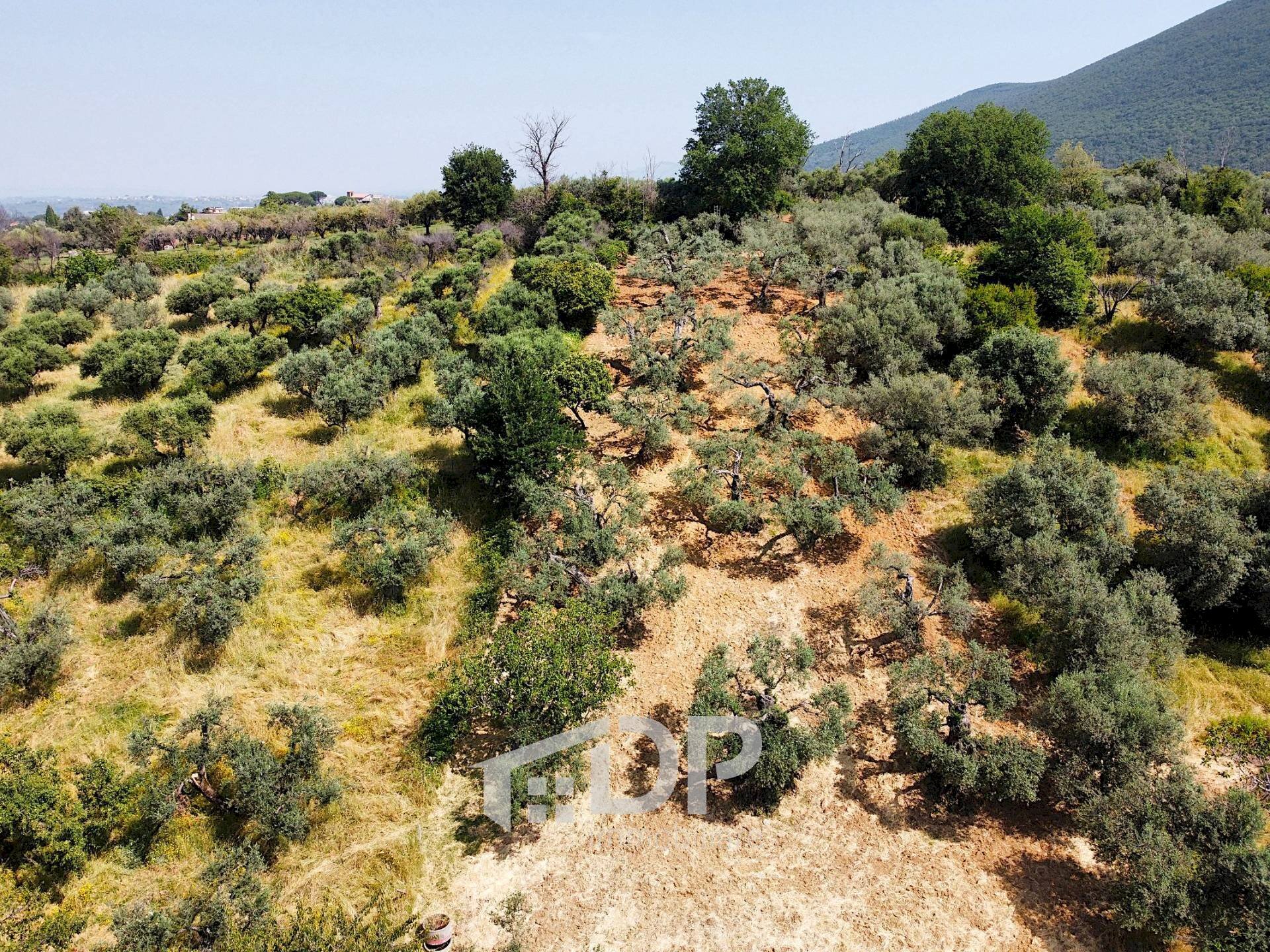 Foto 2 - Terreno agricolo Strada della Fornace
 
snc, Palombara Sabina - foto 2