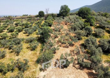 Foto 2 - Terreno agricolo Strada della Fornace
 
snc, Palombara Sabina - foto 2