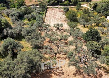 Foto 4 - Terreno agricolo Strada della Fornace
 
snc, Palombara Sabina - foto 4