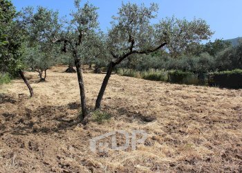 Foto 14 - Terreno agricolo Strada della Fornace
 
snc, Palombara Sabina - foto 14