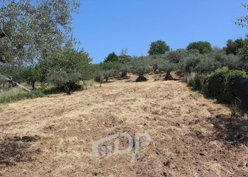 Foto 15 - Terreno agricolo Strada della Fornace
 
snc, Palombara Sabina - foto 15