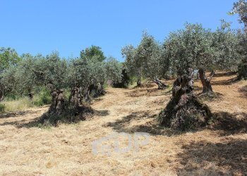 Foto 18 - Terreno agricolo Strada della Fornace
 
snc, Palombara Sabina - foto 18