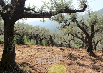 Foto 21 - Terreno agricolo Strada della Fornace
 
snc, Palombara Sabina - foto 21