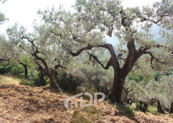 Foto 23 - Terreno agricolo Strada della Fornace
 
snc, Palombara Sabina - foto 23