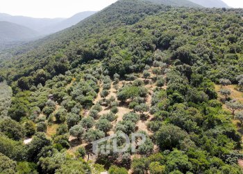 Foto 3 - Terreno agricolo Strada di San Michele
 
snc, Palombara Sabina - foto 3