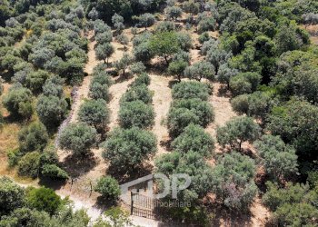 Foto 4 - Terreno agricolo Strada di San Michele
 
snc, Palombara Sabina - foto 4