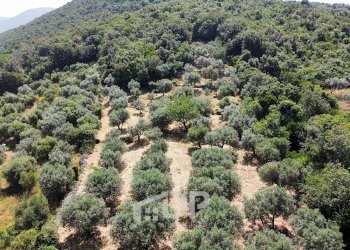 Foto 5 - Terreno agricolo Strada di San Michele
 
snc, Palombara Sabina - foto 5