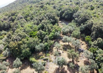 Foto 6 - Terreno agricolo Strada di San Michele
 
snc, Palombara Sabina - foto 6