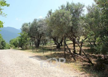 Foto 11 - Terreno agricolo Strada di San Michele
 
snc, Palombara Sabina - foto 11