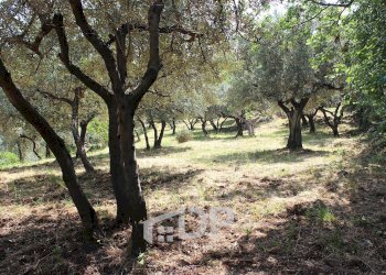 Foto 18 - Terreno agricolo Strada di San Michele
 
snc, Palombara Sabina - foto 18