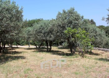 Foto 19 - Terreno agricolo Strada di San Michele
 
snc, Palombara Sabina - foto 19