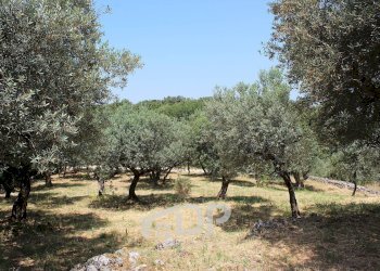 Foto 20 - Terreno agricolo Strada di San Michele
 
snc, Palombara Sabina - foto 20