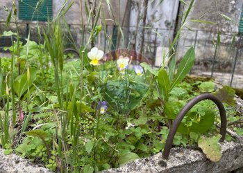 Giardino - Casa indipendente Bagni di Lucca - foto 32