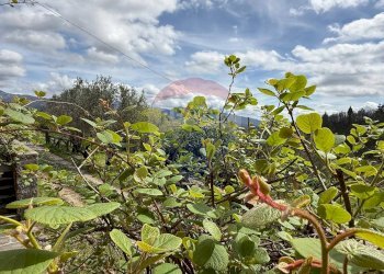 Giardino - Rustico Camporgiano - foto 66