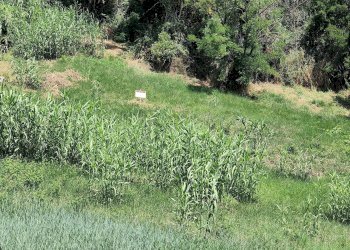 Foto 16 - Terreno edificabile Via delle Paranze, Acquaviva Picena - foto 16