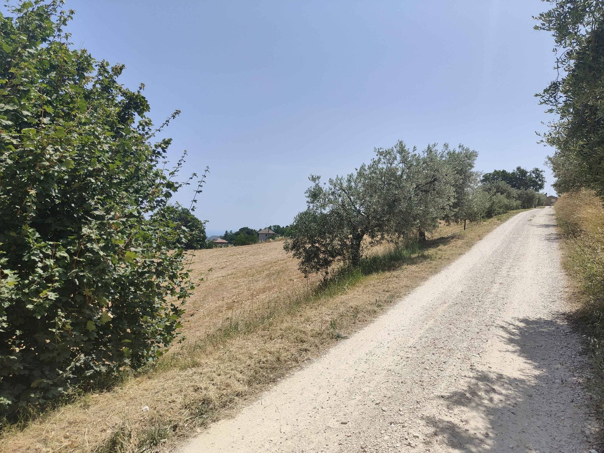 Foto 3 - Terreno agricolo Contrada Paterno, Acquaviva Picena - foto 3