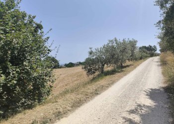 Foto 3 - Terreno agricolo Contrada Paterno, Acquaviva Picena - foto 3