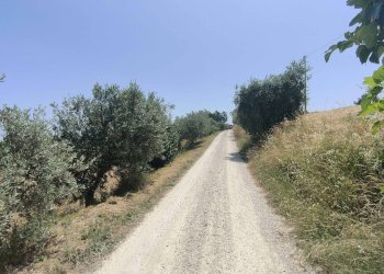 Foto 14 - Terreno agricolo Contrada Paterno, Acquaviva Picena - foto 14