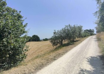 Foto 17 - Terreno agricolo Contrada Paterno, Acquaviva Picena - foto 17