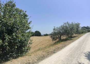 Foto 19 - Terreno agricolo Contrada Paterno, Acquaviva Picena - foto 19