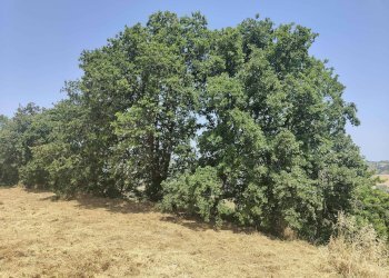 Foto 29 - Terreno agricolo Contrada Paterno, Acquaviva Picena - foto 29