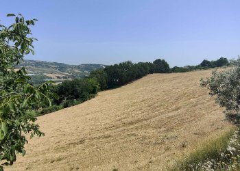 Foto 30 - Terreno agricolo Contrada Paterno, Acquaviva Picena - foto 30