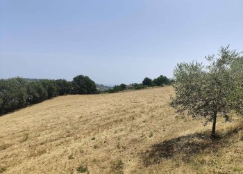 Foto 31 - Terreno agricolo Contrada Paterno, Acquaviva Picena - foto 31