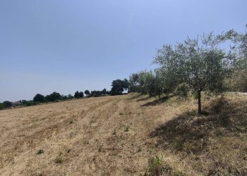 Foto 33 - Terreno agricolo Contrada Paterno, Acquaviva Picena - foto 33