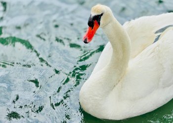 Foto 23 - Villa Isola Orbi, Grado - foto 23