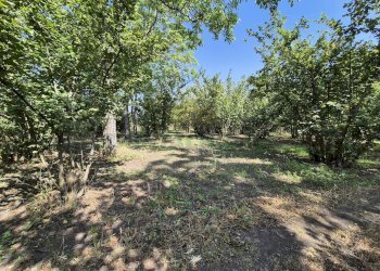 Foto 4 - Terreno agricolo contrada perni, Terzigno - foto 4