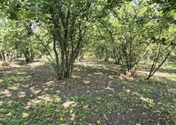 Foto 9 - Terreno agricolo contrada perni, Terzigno - foto 9