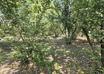 Foto 10 - Terreno agricolo contrada perni, Terzigno - foto 10