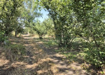 Foto 11 - Terreno agricolo contrada perni, Terzigno - foto 11